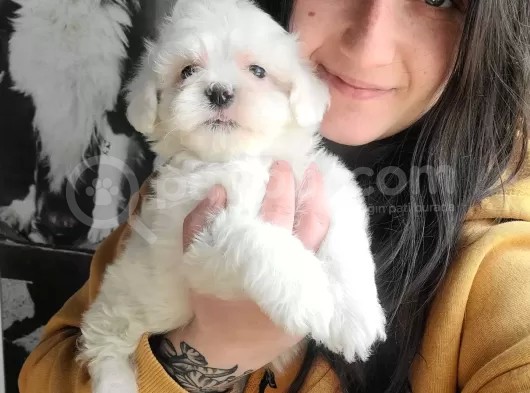 Maltese Yavruları (Bursa Köpek Okulu) görsel