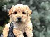 Apricot Dişi Maltipoo Yavrumuz Teslime Hazır