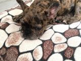 3 Aylik French Bulldog Kizimiza Yeni̇ Sahi̇p Ariyoruz