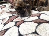 3 Aylik French Bulldog Kizimiza Yeni̇ Sahi̇p Ariyoruz