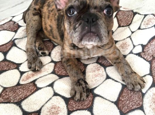 3 Aylik French Bulldog Kizimiza Yeni̇ Sahi̇p Ariyoruz görsel