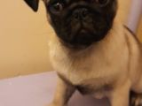Safkan Pug Mops Yavrular