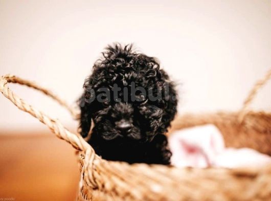 Black ( Si̇yah ) Toy Poodle Yavrumuz