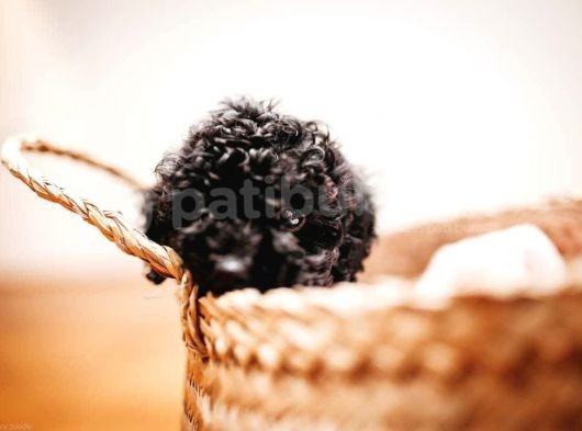 Black ( Si̇yah ) Toy Poodle Yavrumuz görsel