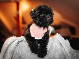 Black ( Si̇yah ) Toy Poodle Yavrumuz