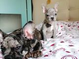 Black Merle Muhteşem Oğlumuz