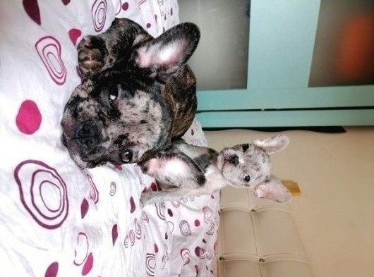 Black Merle Muhteşem Oğlumuz görsel