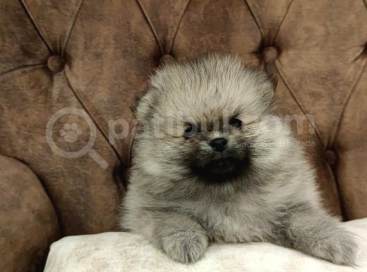 Yerli̇ Üreti̇m Pomerani̇an Boo Yavrularimiz görsel