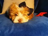 Güzeller Güzeli Maltipoo Kızım