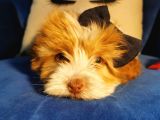 Güzeller Güzeli Maltipoo Kızım