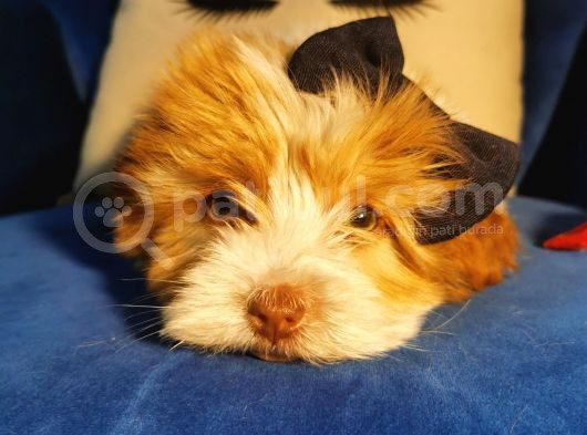 Güzeller Güzeli Maltipoo Kızım görsel