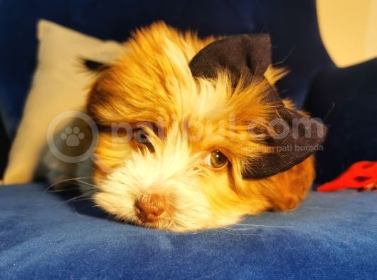 Güzeller Güzeli Maltipoo Kızım