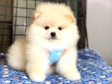 Pomeranian Boo Teddy Face Erkek Yavrumuz