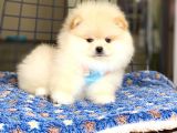 Ayıcık Surat Pomeranian Boo Bebeğimiz