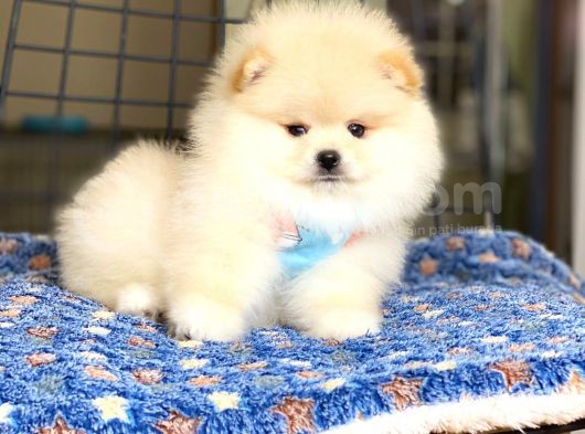 Ayıcık Surat Pomeranian Boo Bebeğimiz görsel