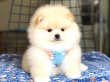 Ayıcık Surat Pomeranian Boo Bebeğimiz