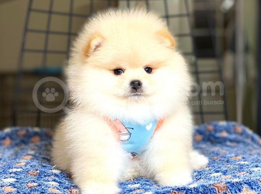 Ayıcık Surat Pomeranian Boo Bebeğimiz görsel