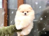 Oyuncak Görünümlü Pomeranian Boo Yavrumuz