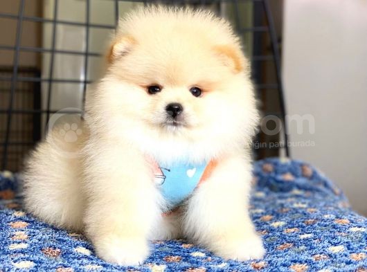 Ayıcık Surat Pomeranian Boo Bebeğimiz görsel