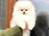 Show Kalite Dişi Pomeranian Boo Yavrumuz