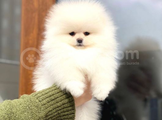 Show Kalite Dişi Pomeranian Boo Yavrumuz görsel