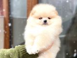 Oyuncak Görünümlü Pomeranian Boo Yavrumuz