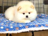 Pomeranian Boo Teddy Face Erkek Yavrumuz