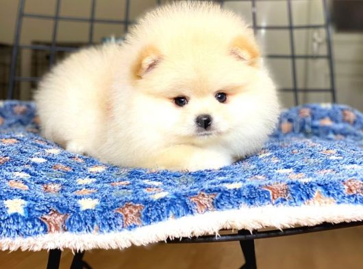 Pomeranian Boo Teddy Face Erkek Yavrumuz görsel
