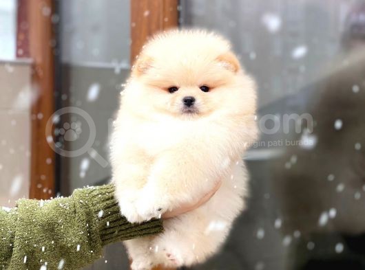 Pomeranian Boo Teddy Face Mini Dişi Yavrumuz