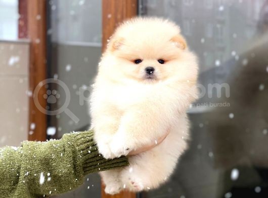 Pomeranian Boo Teddy Face Mini Dişi Yavrumuz görsel