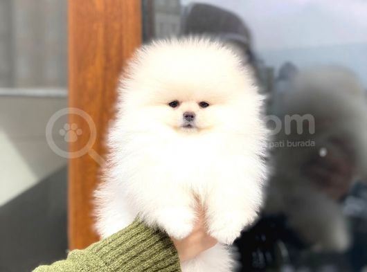 Show Kalite Dişi Pomeranian Boo Yavrumuz