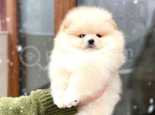 Pomeranian Boo Teddy Face Mini Dişi Yavrumuz görsel