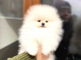 Show Kalite Dişi Pomeranian Boo Yavrumuz