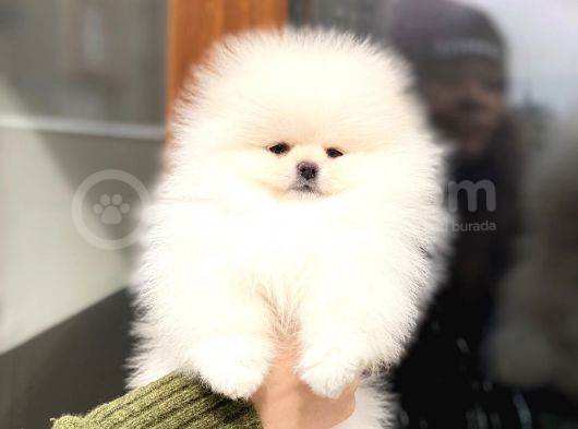 Show Kalite Dişi Pomeranian Boo Yavrumuz görsel