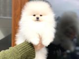 Show Kalite Dişi Pomeranian Boo Yavrumuz