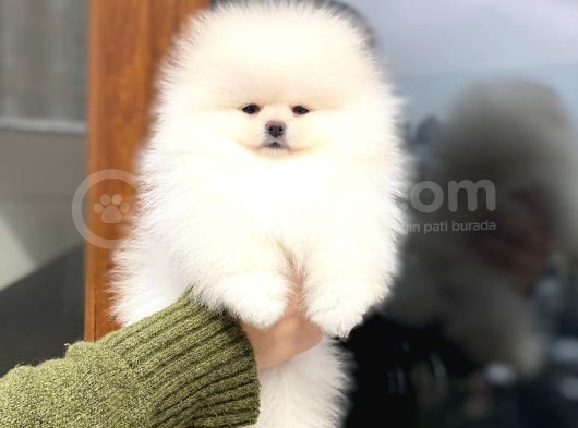 Show Kalite Dişi Pomeranian Boo Yavrumuz görsel