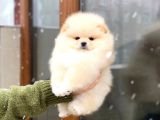 Pomeranian Boo Teddy Face Mini Dişi Yavrumuz
