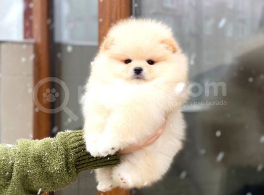 Pomeranian Boo Teddy Face Mini Dişi Yavrumuz görsel
