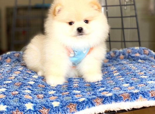 Ayıcık Surat Pomeranian Boo Bebeğimiz