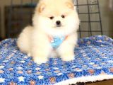 Pomeranian Boo Teddy Face Erkek Yavrumuz