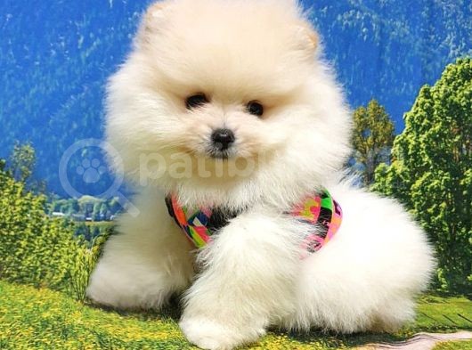 Teddy Face Pomeranian Boo Yavrularımız
