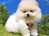 Teddy Face Pomeranian Boo Yavrularımız