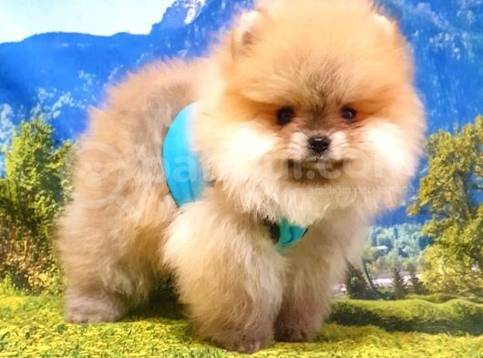 Teddy Face Pomeranian Boo Yavrularımız görsel