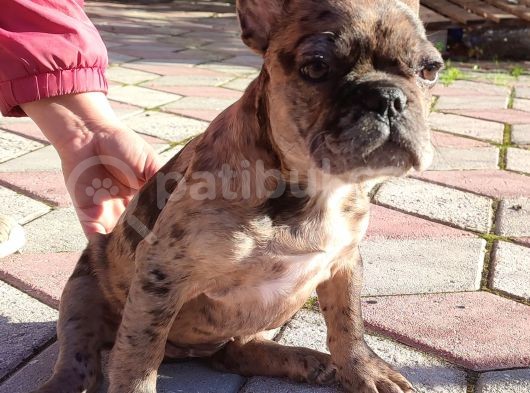 Merle French Bulldog