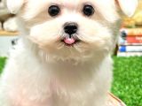 Maltese Terrier Kizimiz Barni̇e