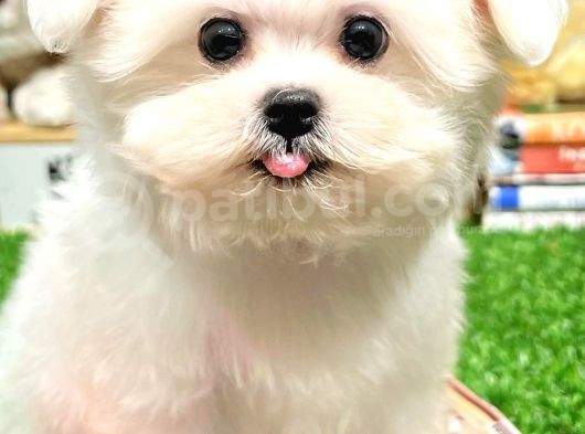 Maltese Terrier Kizimiz Barni̇e