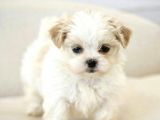 Maltipoo Mix Irk Sevimli Yavrular
