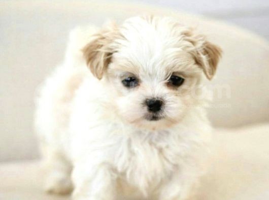 Maltipoo Mix Irk Sevimli Yavrular