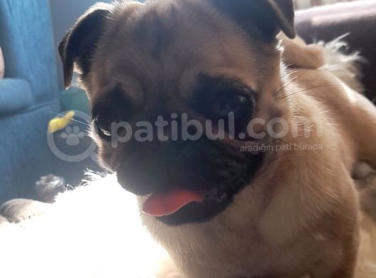 Safkan Pug Mops Yavrular