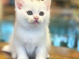 White British Shorthair Dişi Ve Erkek Yavrular